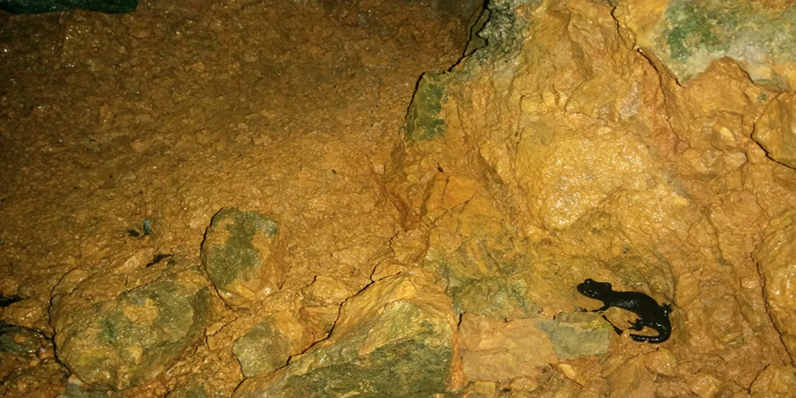 Glina je moj dom – Dovžanova soteska · Gorenjska